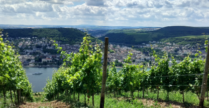 <strong>Rheingau und Rheinhessen vis à vis</strong> Großartige Panoramablicke am Fuße der Germania nach sportlichem Anstieg oder über den Reben schweben in sanfter Gondelfahrt